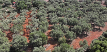 Beautiful 5,850 sq.m. Olive Grove with Development Potential in Fterno, Lefkada